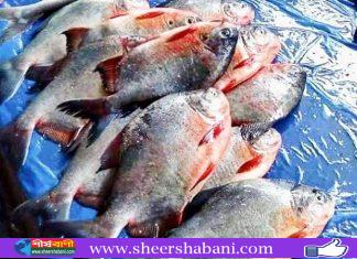 চরফ্যাশনে বিক্রি হচ্ছে বিষাক্ত পিরানহা মাছ