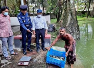 চরফ্যাশন সরকারি প্রতিষ্ঠানের পুকুরে মাছের পোনা অবমুক্ত