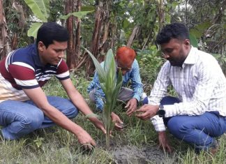 মুজিববর্ষ উপলক্ষে রাঙ্গাবালি উপজেলা ভূমি অফিসের উদ্যোগে বৃক্ষ রোপণ