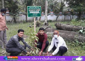 বাউফলে ভূমি অফিসের উদ্যোগে বৃক্ষ রোপণ