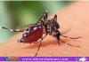 ডেঙ্গুতে আরও ৩ মৃত্যু, ভর্তি ৪৫৮