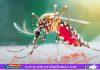 ডেঙ্গুতে আরও ৩ জনের মৃত্যু, ভর্তি ৭৫৩