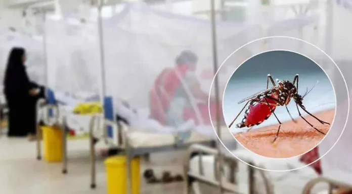 ডেঙ্গুতে আরো ২ জনের মৃত্যু, আক্রান্ত ৯৯৬