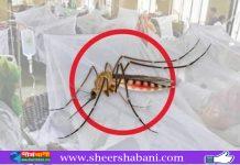 ২৪ ঘণ্টায় ডেঙ্গুতে ২ মৃত্যু, ভর্তি ৬৯৩