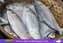 ৮ অক্টোবর থেকে ইলিশ আহরণ-কেনাবেচা বন্ধ