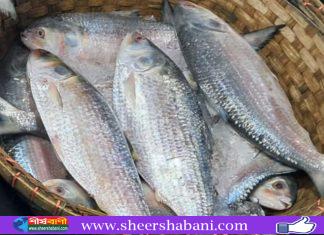 ৮ অক্টোবর থেকে ইলিশ আহরণ-কেনাবেচা বন্ধ