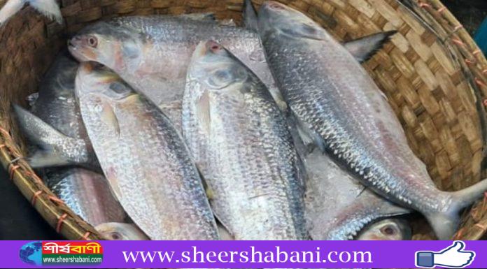 ৮ অক্টোবর থেকে ইলিশ আহরণ-কেনাবেচা বন্ধ