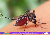 ডেঙ্গুতে ৩ মৃত্যু, ভর্তি ১,৪৬৩