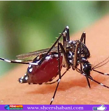 ডেঙ্গুতে ৮ জনের মৃত্যু, আক্রান্ত ১,৭৩৩