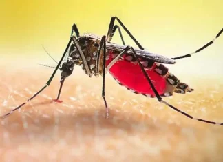 ডেঙ্গুতে আরও ৬ মৃত্যু, ভর্তি ১৫৯৩