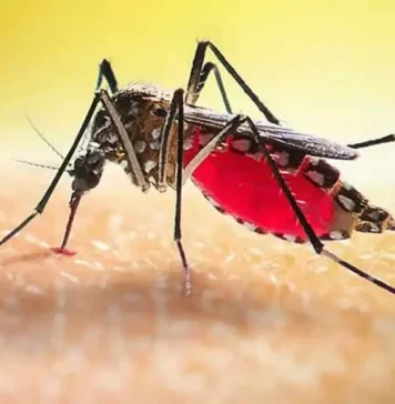 ডেঙ্গুতে আরও ৬ মৃত্যু, ভর্তি ১৫৯৩