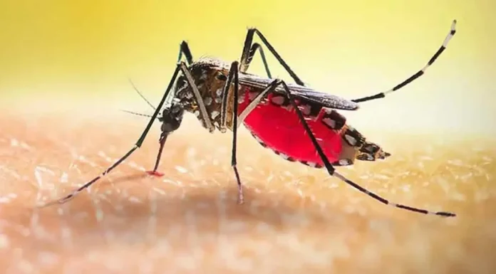 ডেঙ্গুতে আরও ৬ মৃত্যু, ভর্তি ১৫৯৩