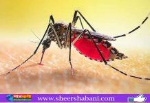 ডেঙ্গুতে আরও ৮ মৃত্যু, ভর্তি ২০৩৬