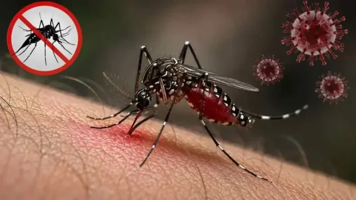 dengue-20261011163622-1024x576